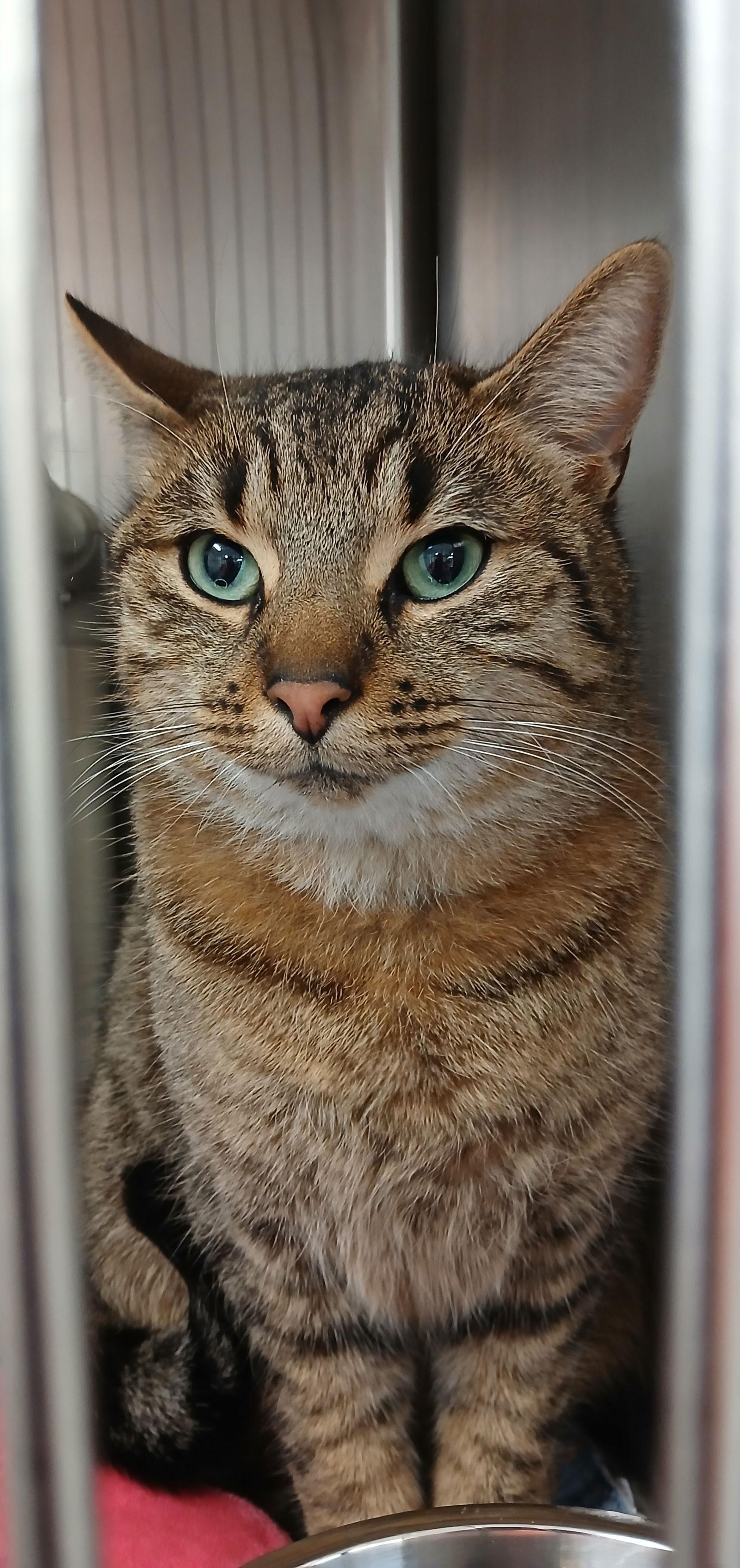 Hetfield, Adoptable, Adult Male Tabby & Domestic Short Hair.