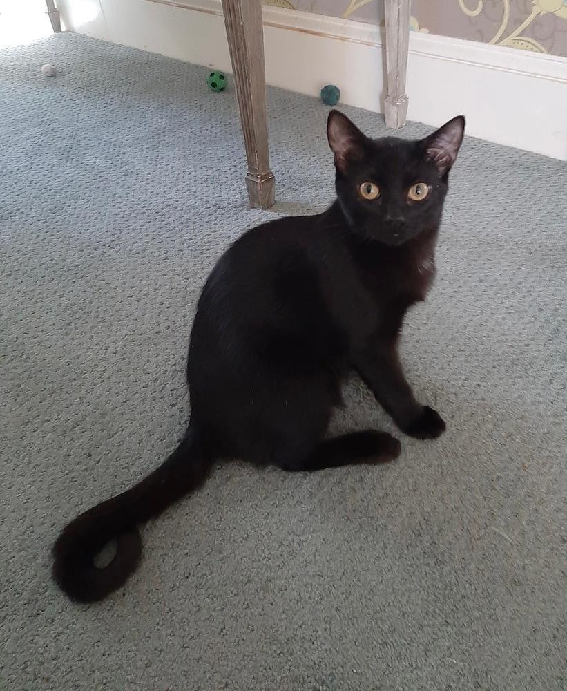 Wilhelm, Adoptable, Kitten Male Domestic Short Hair.