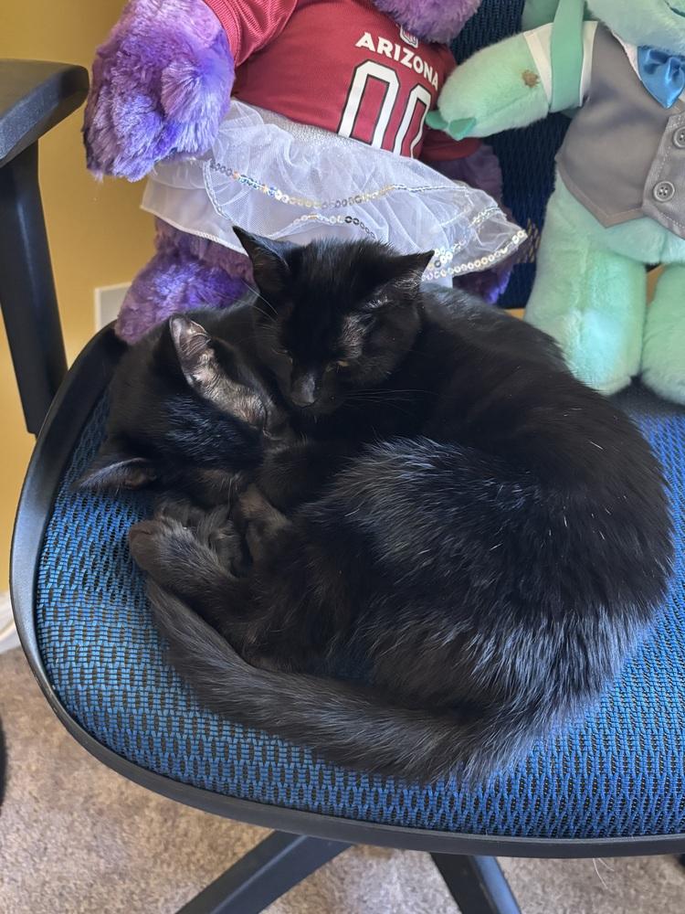 Wilhelm, a Adoptable mixed breed in Wilmington, NC image 4/6