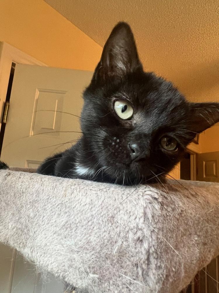 Wilhelm, a Adoptable mixed breed in Wilmington, NC image 5/6