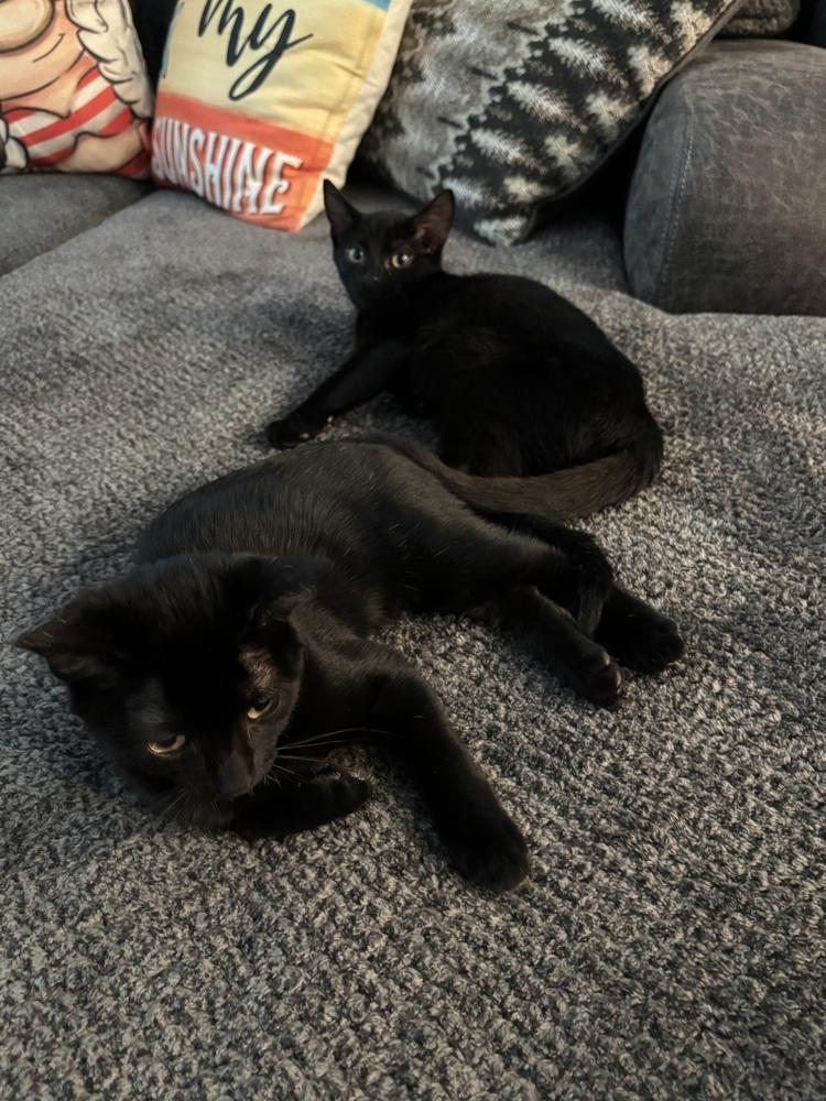 Wilhelm, a Adoptable mixed breed in Wilmington, NC image 6/6