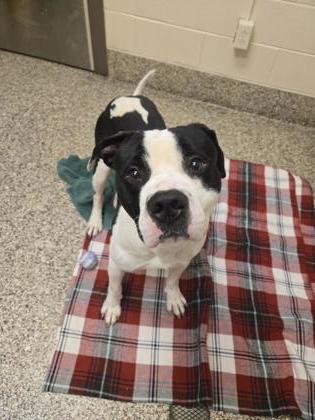 Enlarge Oreo, a Adoptable mixed breed in Detroit, MI image 1/1
