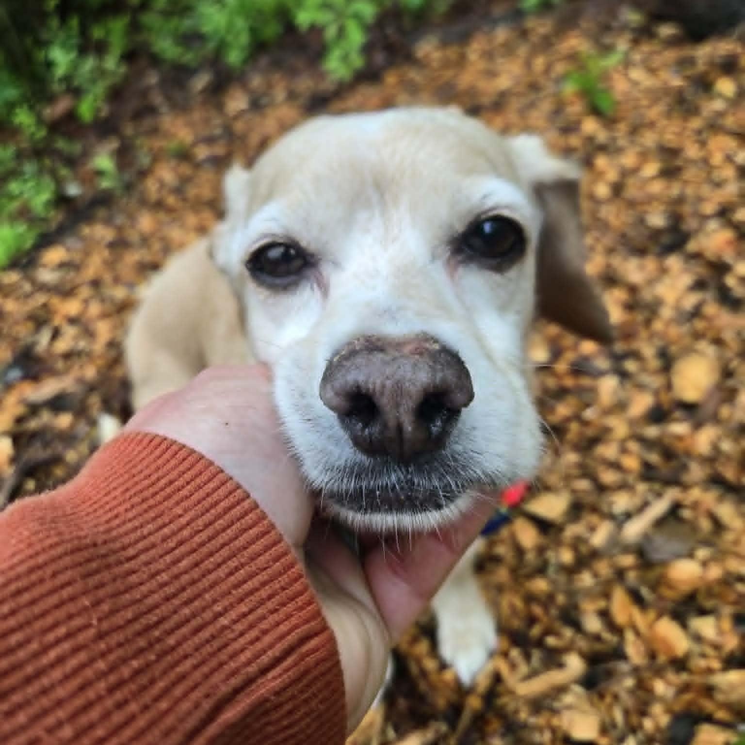 Maya, an adoptable mixed breed in Severn, MD image 2/6