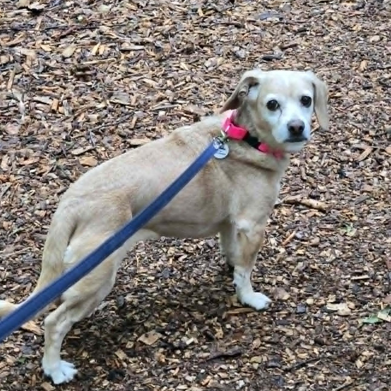 Maya, an adoptable mixed breed in Severn, MD image 3/6