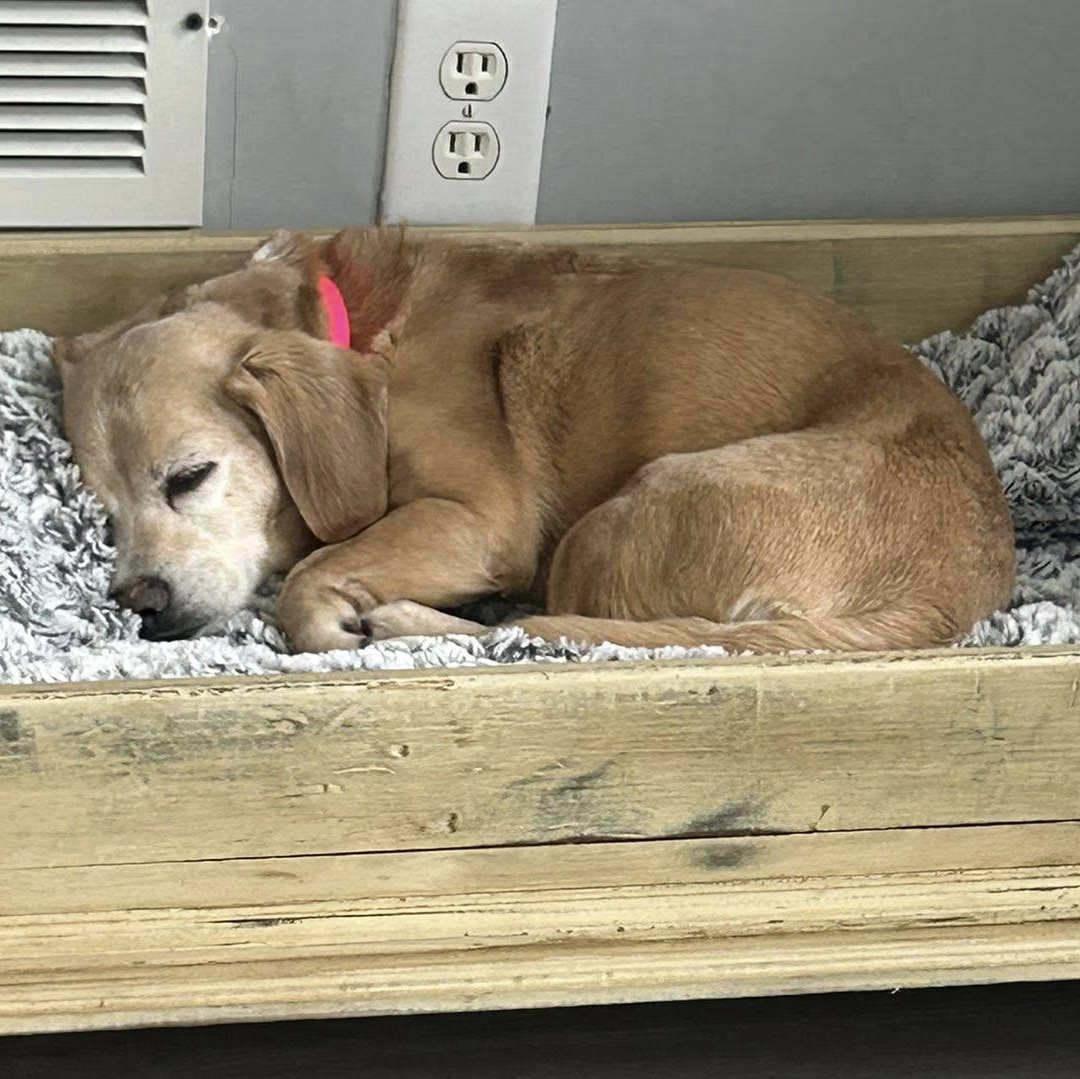 Maya, adoptable, Senior Female Cocker Spaniel & Dachshund.