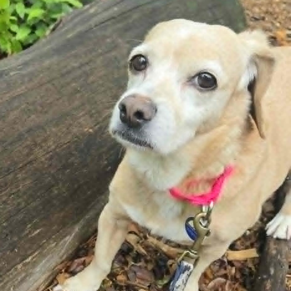 Maya, an adoptable mixed breed in Severn, MD image 5/6