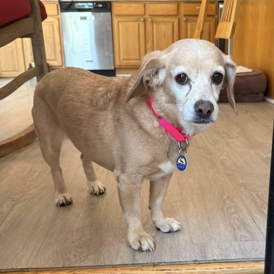 Maya, adoptable, Senior Female Cocker Spaniel & Dachshund.