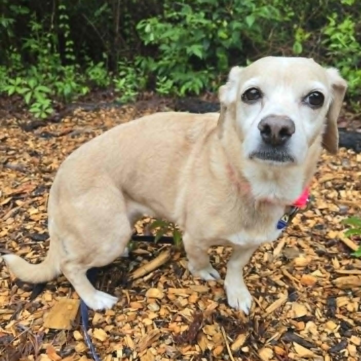 Maya, an adoptable mixed breed in Severn, MD image 6/6