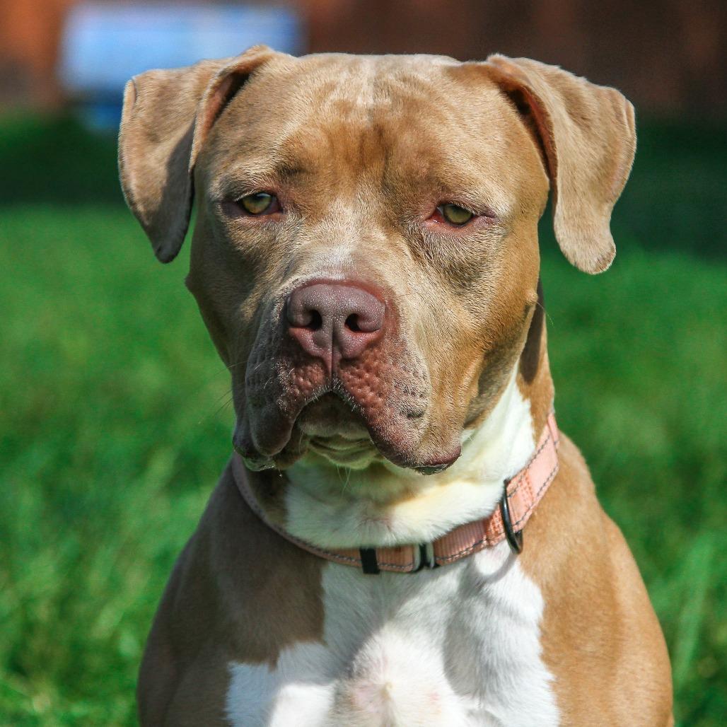 Enlarge Cash, a Adoptable Pit Bull Terrier in Columbia, MO image 1/6
