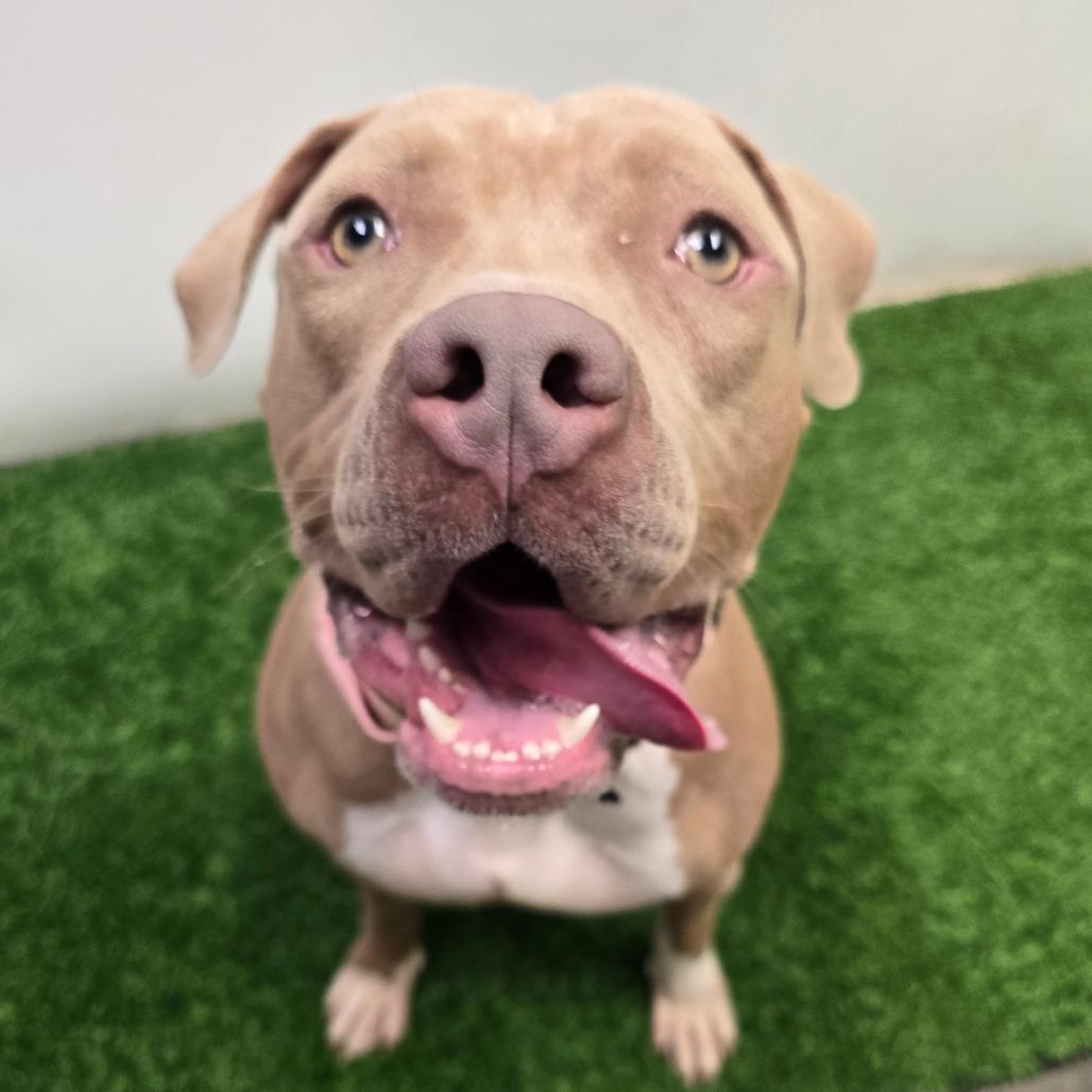 Enlarge Cash, a Adoptable Pit Bull Terrier in Columbia, MO image 2/6