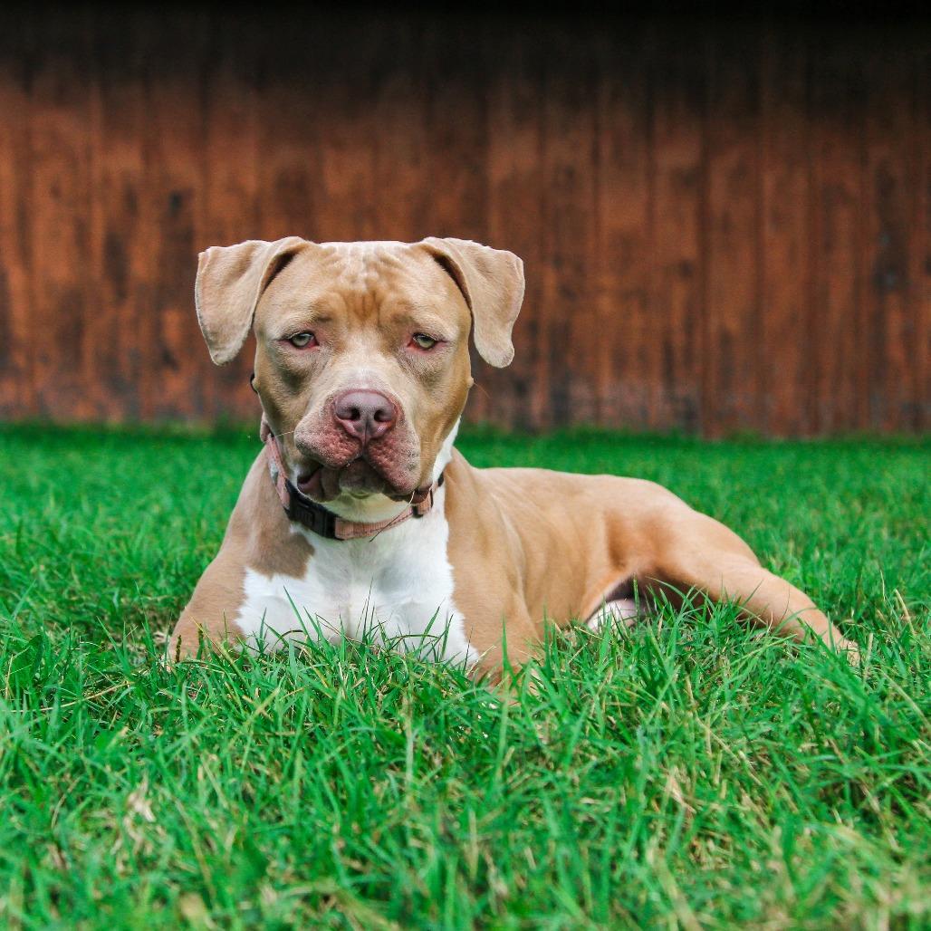 Enlarge Cash, a Adoptable Pit Bull Terrier in Columbia, MO image 3/6