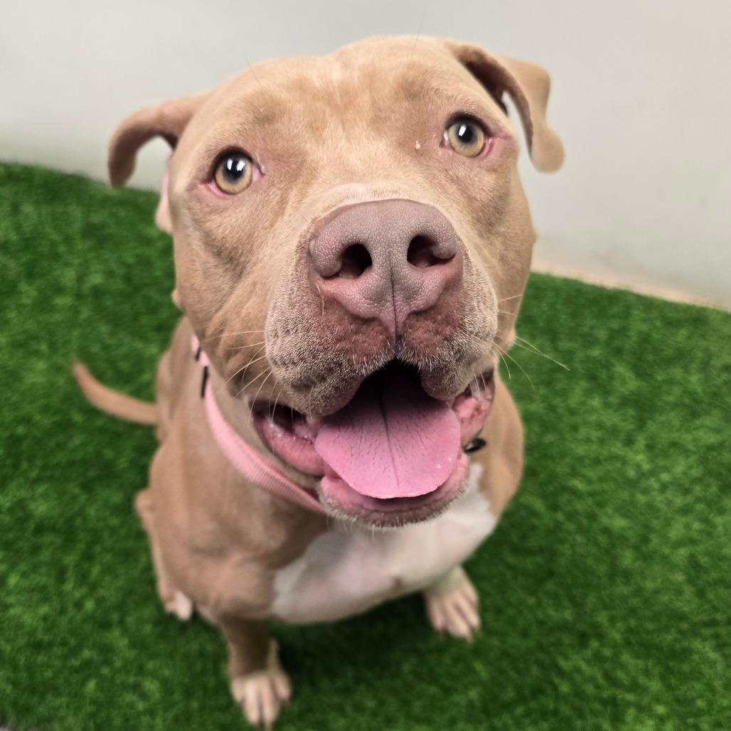 Enlarge Cash, a Adoptable Pit Bull Terrier in Columbia, MO image 4/6