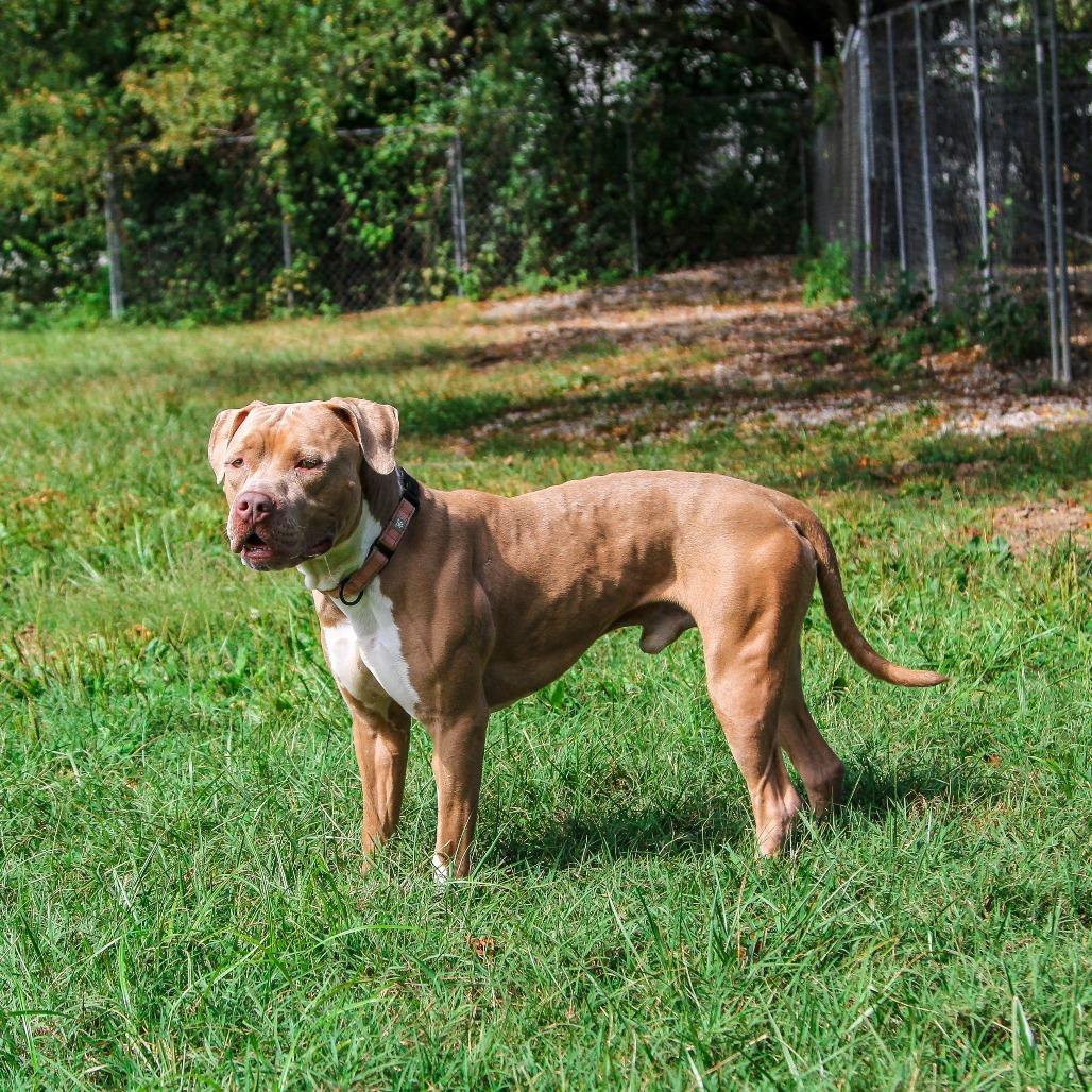 Enlarge Cash, a Adoptable Pit Bull Terrier in Columbia, MO image 5/6