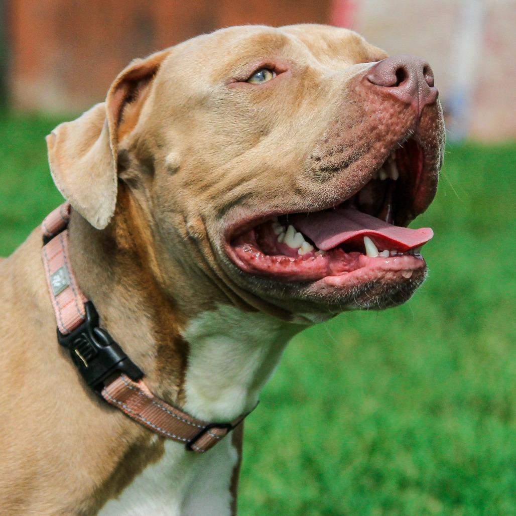 Enlarge Cash, a Adoptable Pit Bull Terrier in Columbia, MO image 6/6