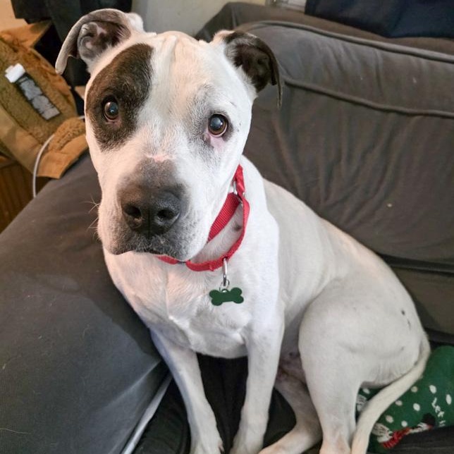 Freckles, ADOPTABLE, Senior Female Pit Bull Terrier.