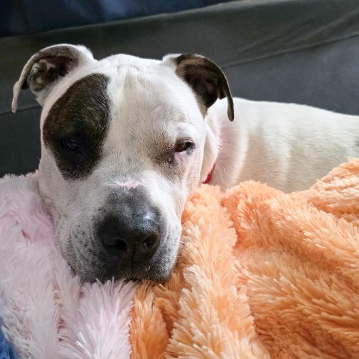 Enlarge Freckles, a ADOPTABLE mixed breed in Toledo, OH image 2/2