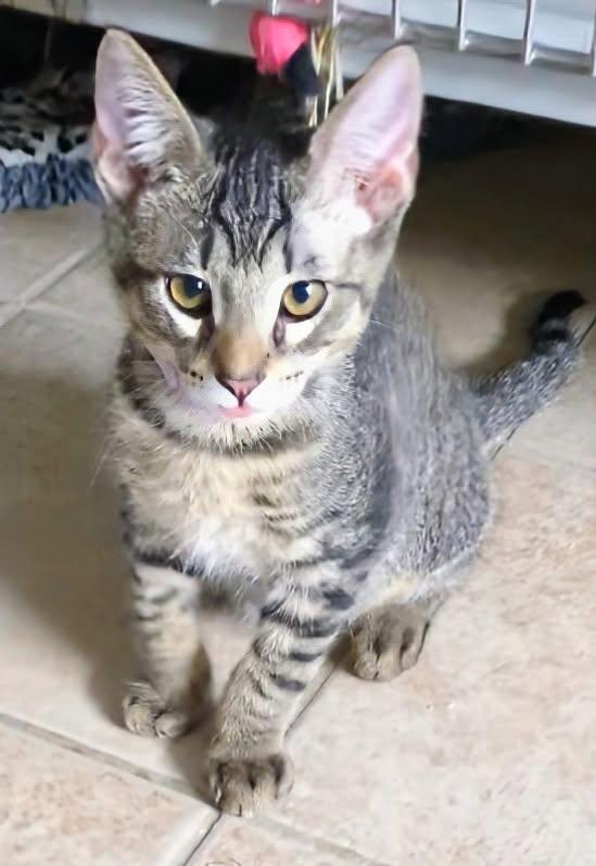 Enlarge Bean, a ADOPTABLE mixed breed in Eureka, CA image 1/1