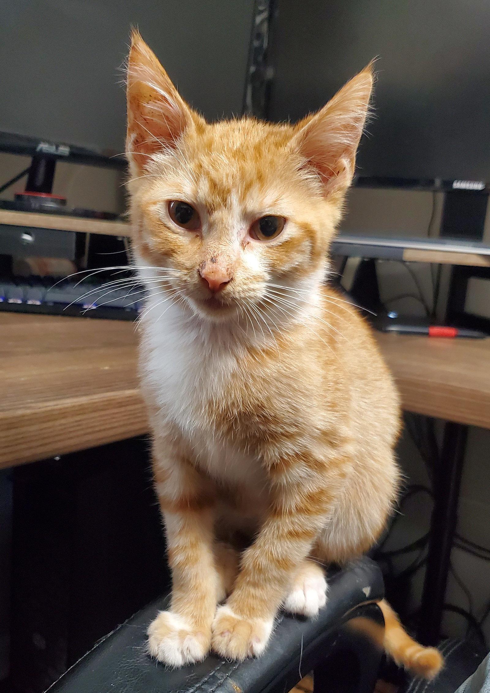Enlarge KP, a Adoptable Domestic Short Hair in Kansas City, MO image 1/3