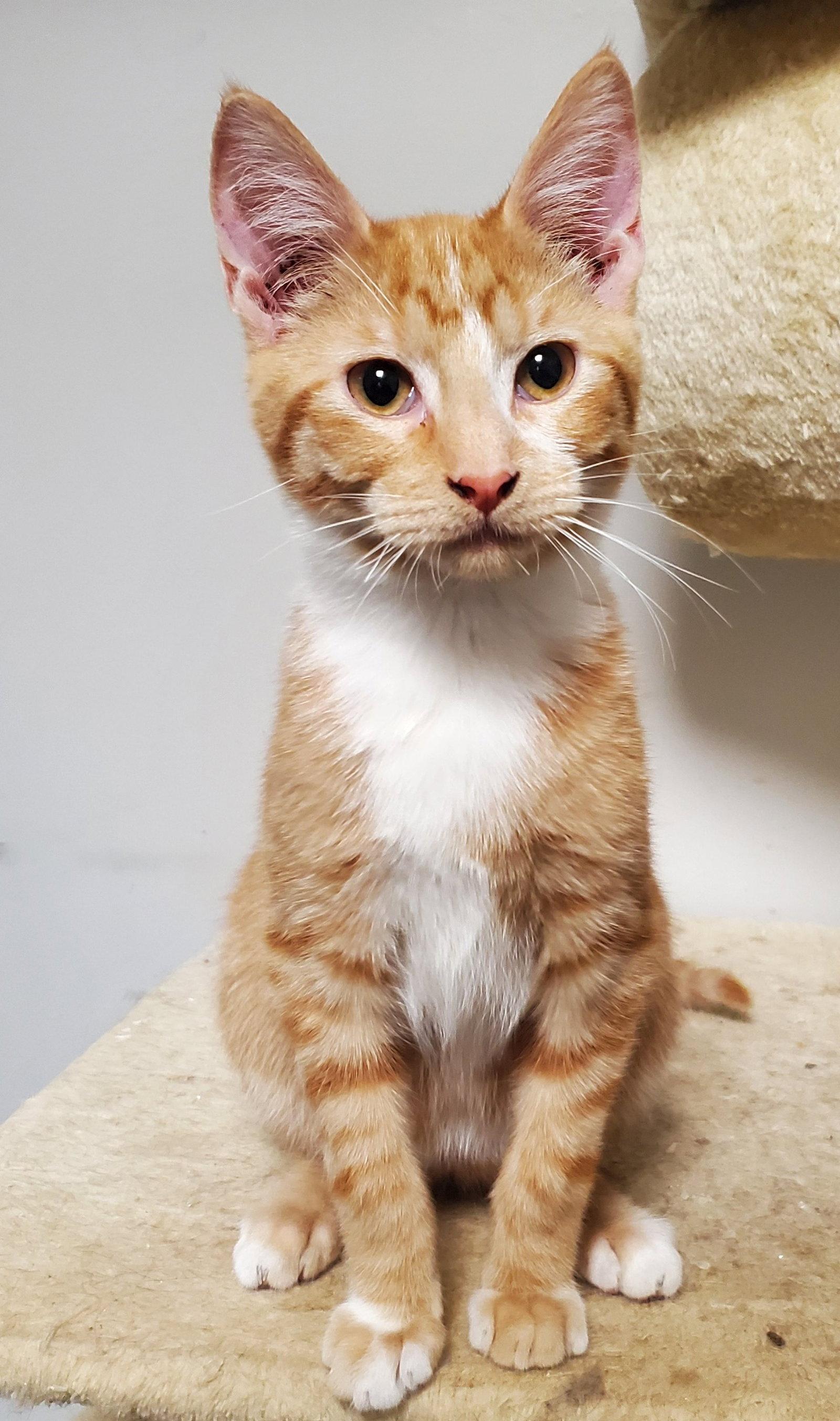 Enlarge KP, a Adoptable Domestic Short Hair in Kansas City, MO image 3/3