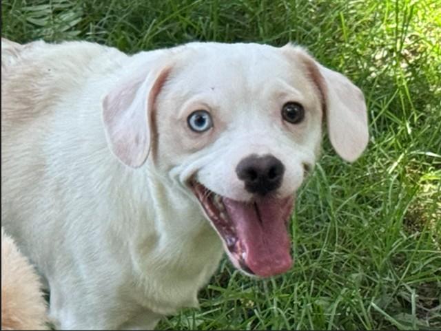 Enlarge LOVE-A-LOT BEAR, a Adoptable mixed breed in Aurora, IL image 1/1