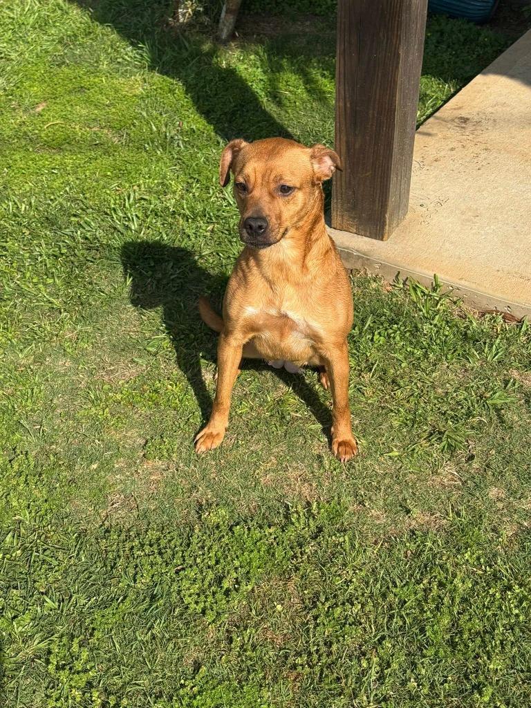 Tilda, Adoptable, Young Female Mixed Breed.
