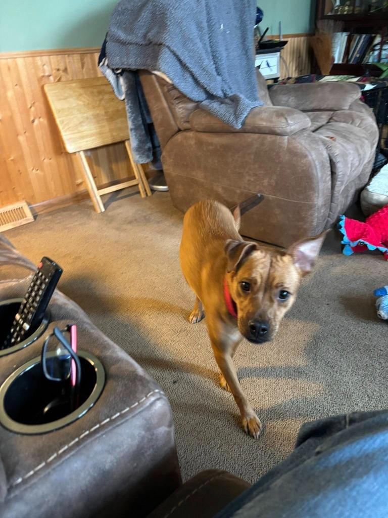 Enlarge Tilda, a Adoptable mixed breed in Fond Du Lac, WI image 2/6