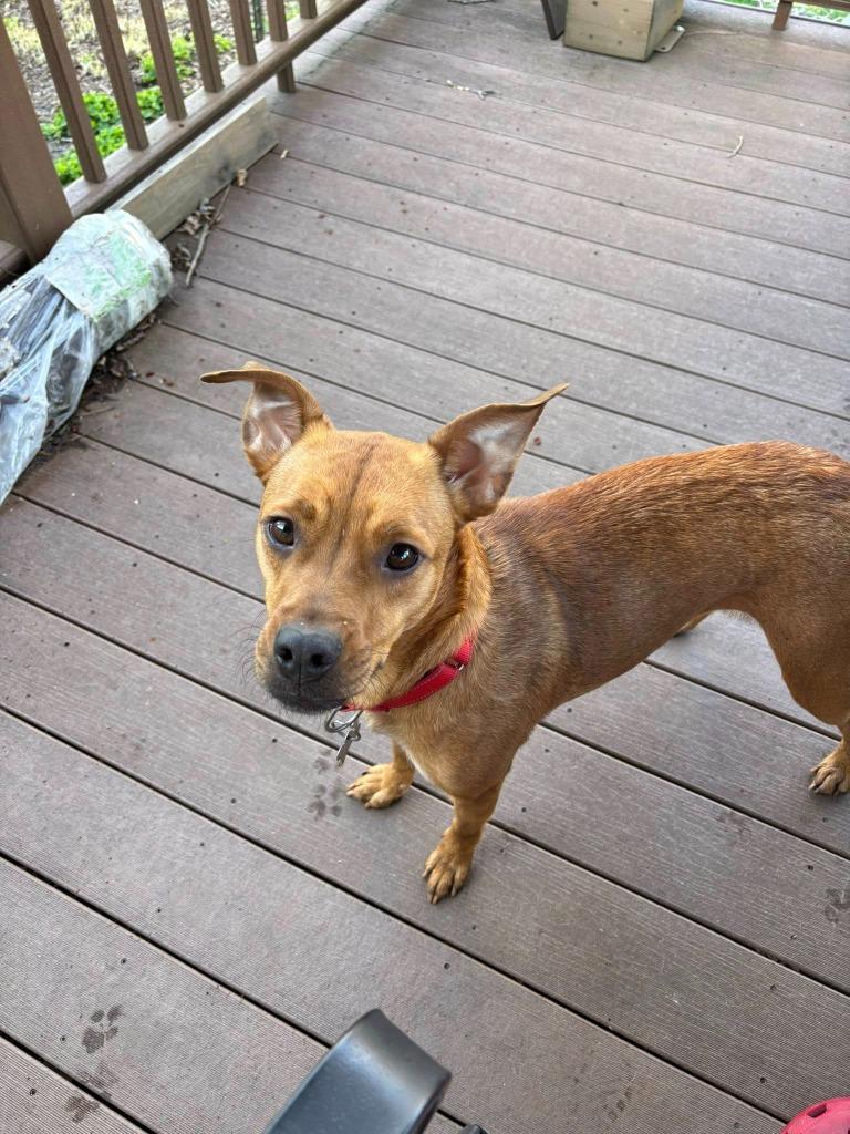 Enlarge Tilda, a Adoptable mixed breed in Fond Du Lac, WI image 3/6