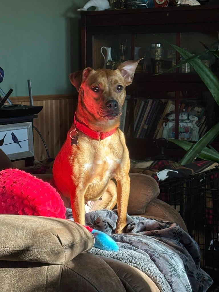 Enlarge Tilda, a Adoptable mixed breed in Fond Du Lac, WI image 4/6