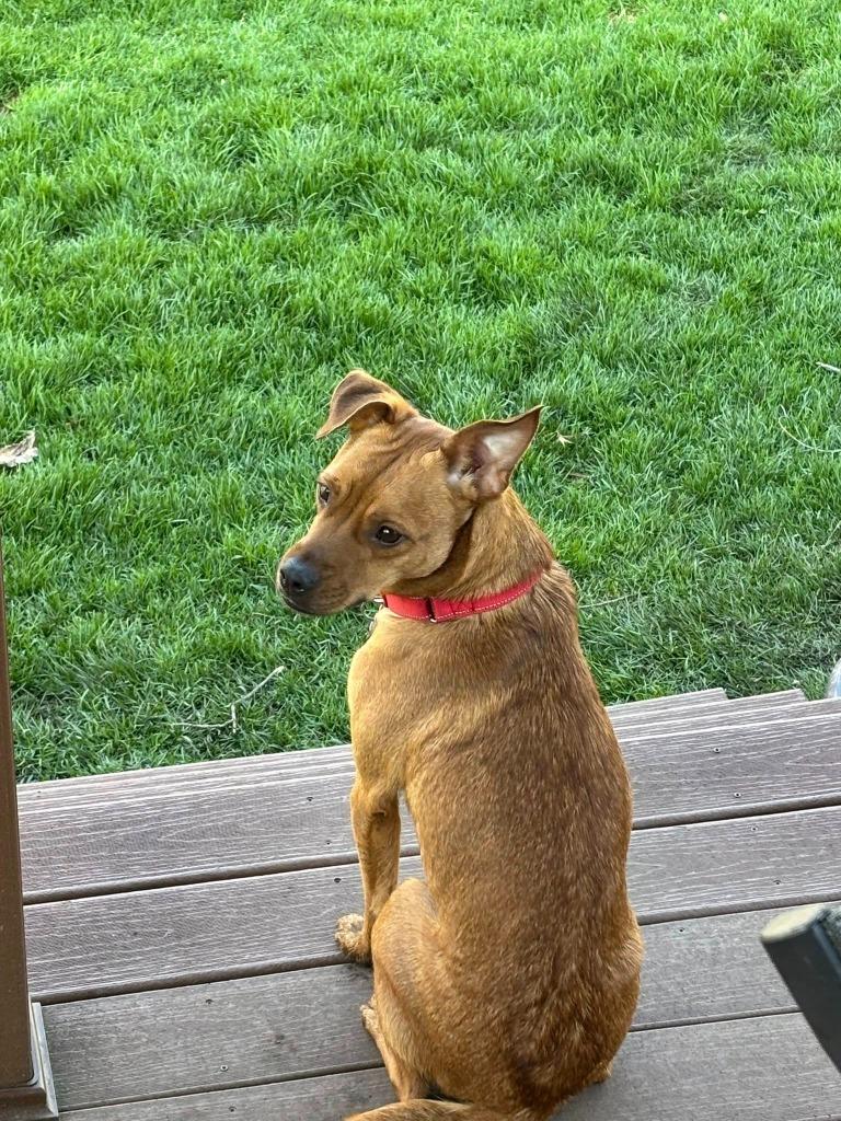 Enlarge Tilda, a Adoptable mixed breed in Fond Du Lac, WI image 5/6