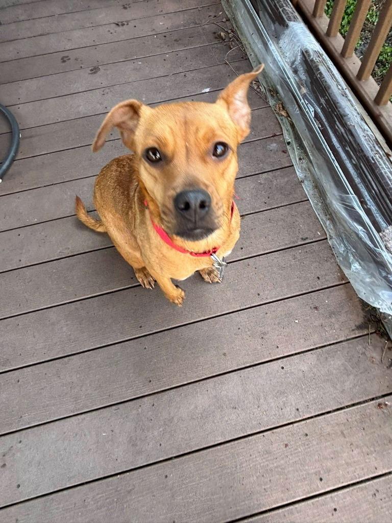 Enlarge Tilda, a Adoptable mixed breed in Fond Du Lac, WI image 6/6