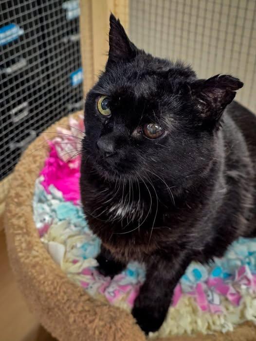 Gatita, adopted, Senior Female Domestic Short Hair.
