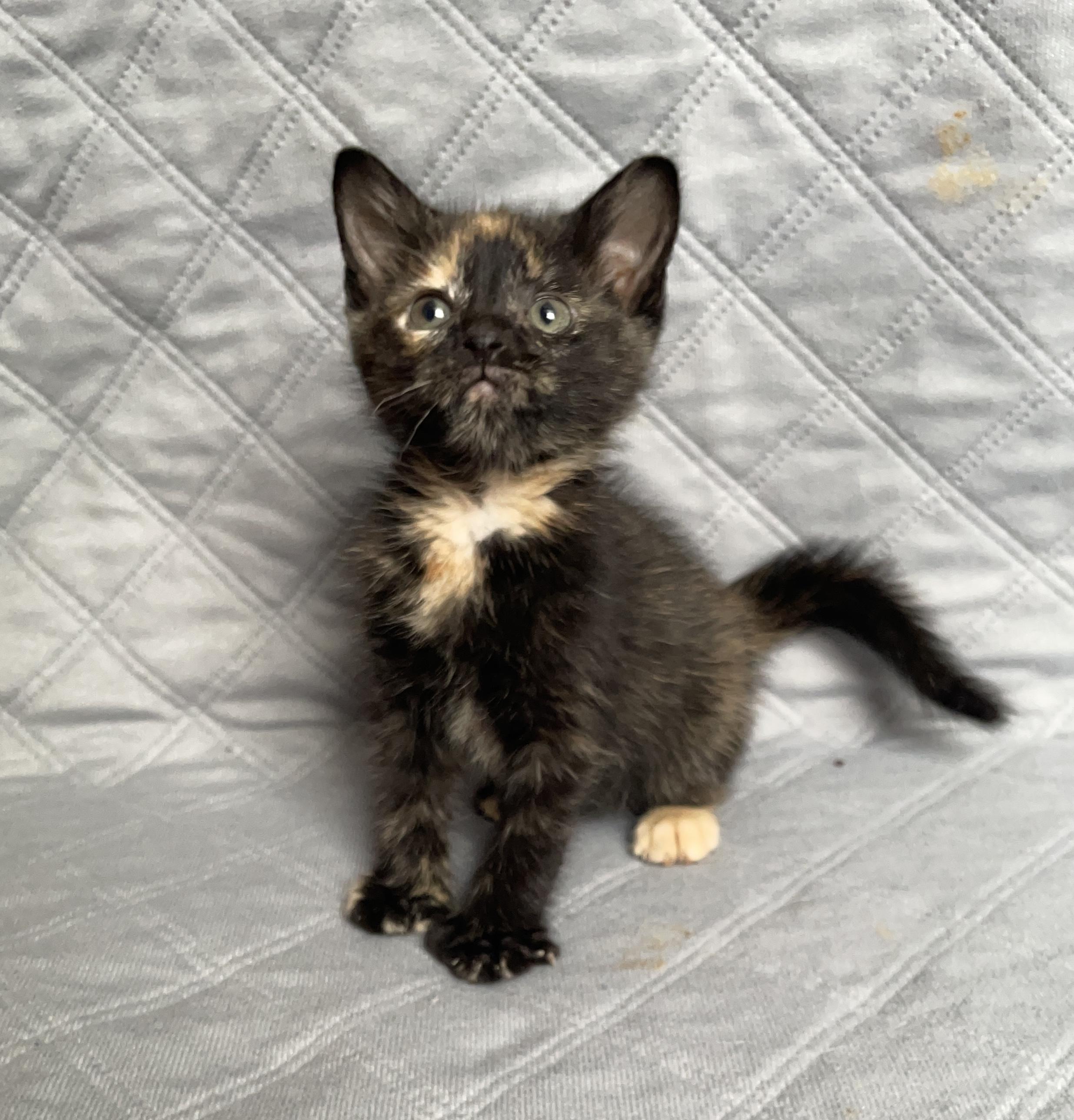 Fujifilm, Adoptable, Kitten Female Domestic Long Hair.