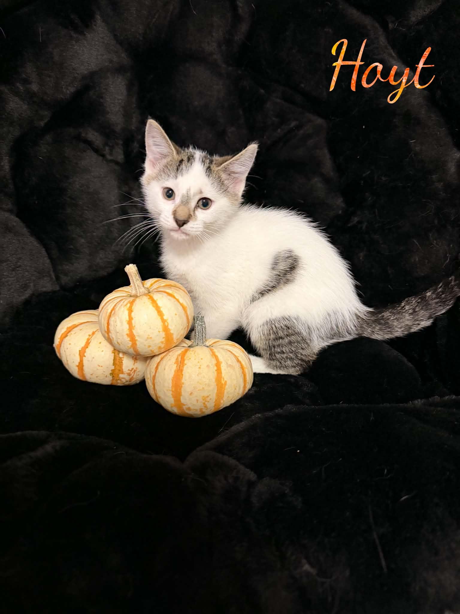 Enlarge Hoyt, a Adopted Domestic Short Hair in Hamilton, MI image 1/1