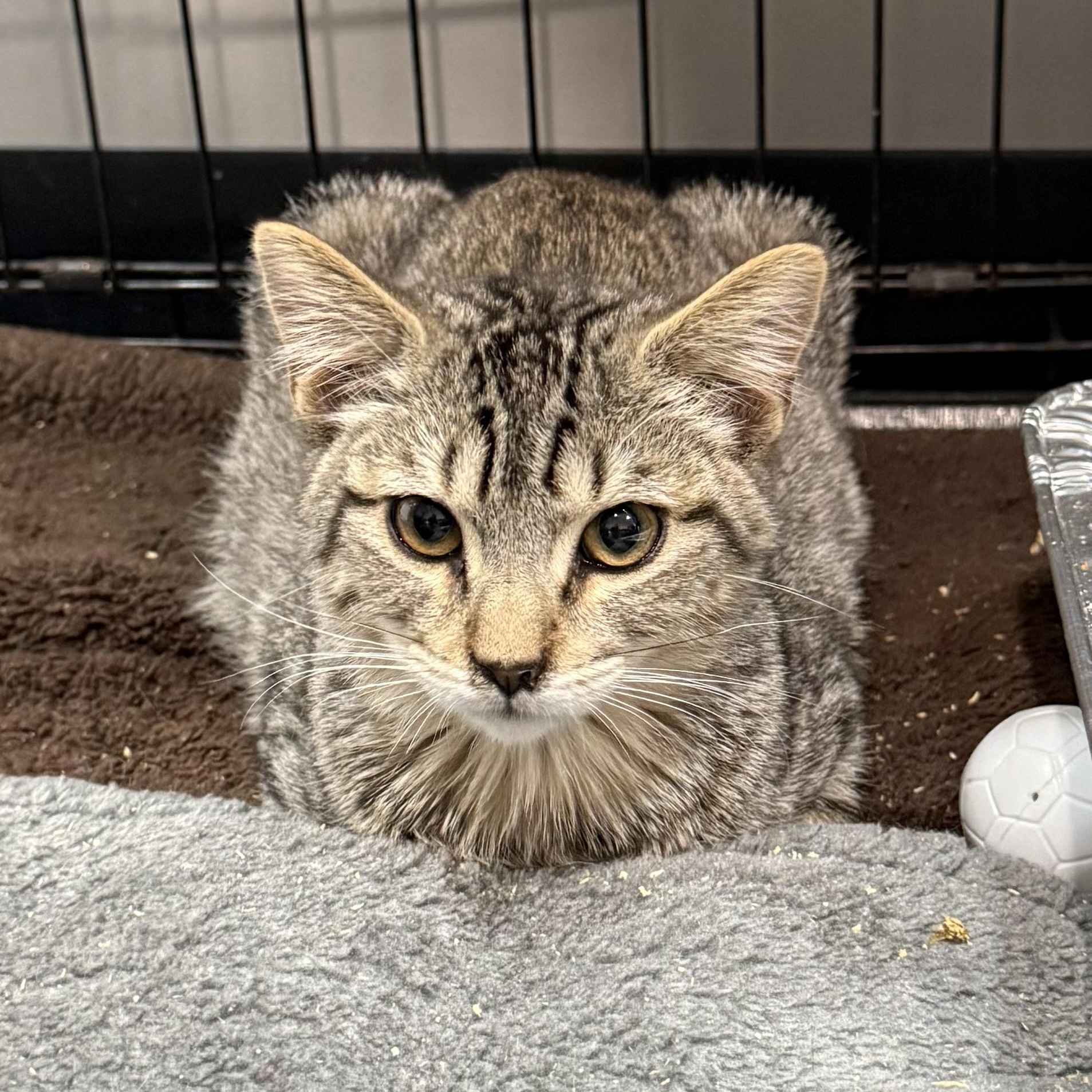 Enlarge Mr. Puff  --  (jm), a Adoptable mixed breed in Council Bluffs, IA image 5/5