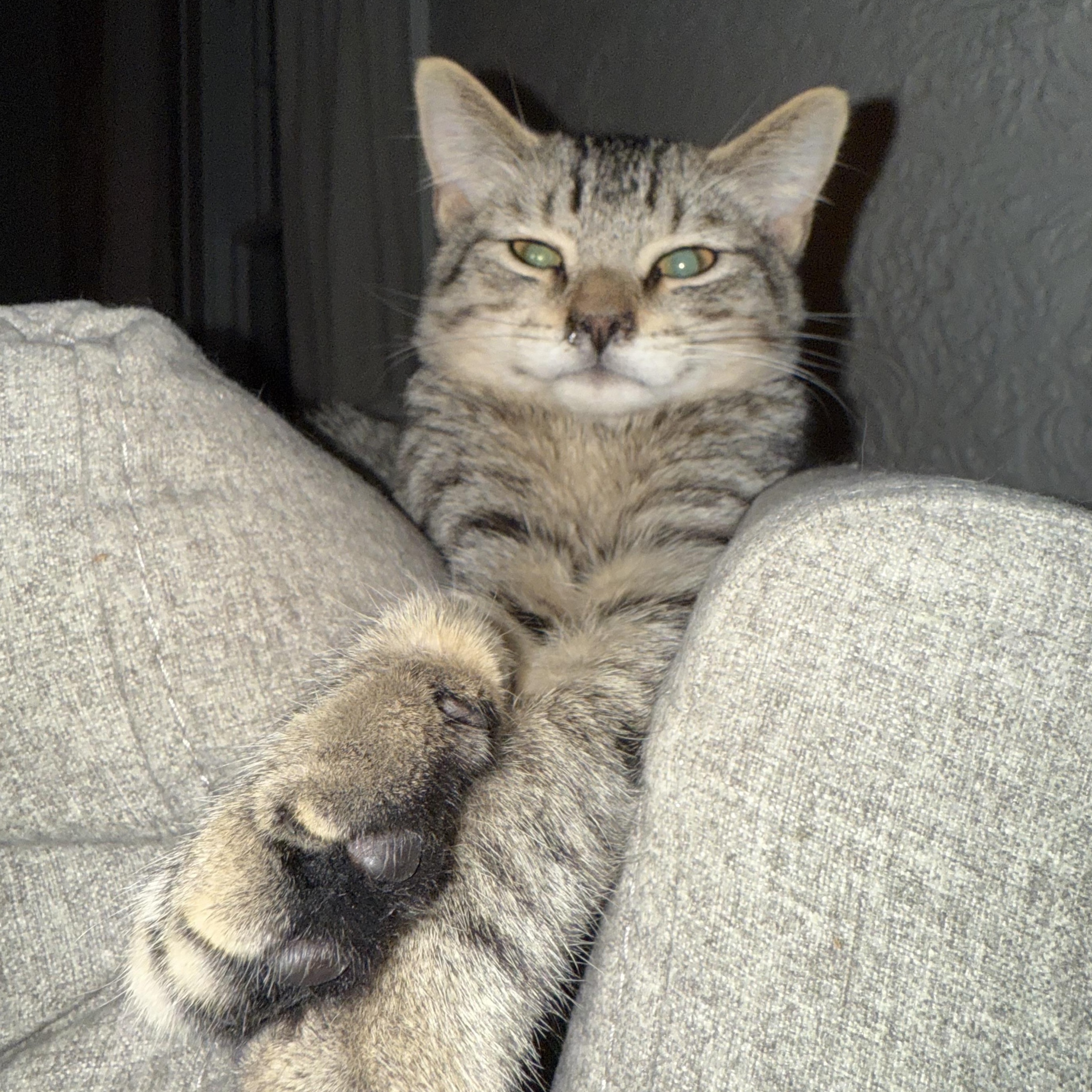 Enlarge Mr. Puff  --  (jm), a Adoptable mixed breed in Council Bluffs, IA image 4/5