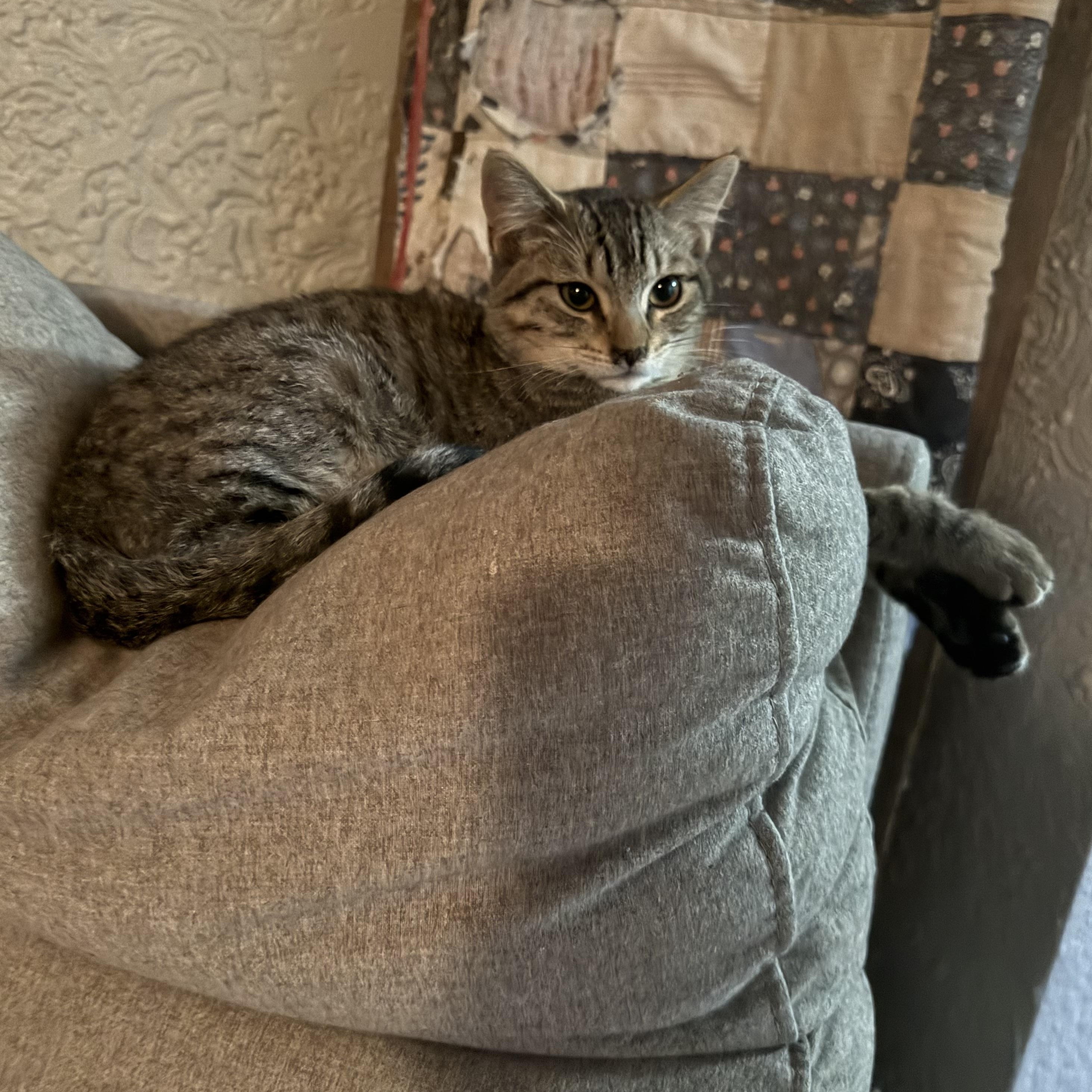 Enlarge Mr. Puff  --  (jm), a Adoptable mixed breed in Council Bluffs, IA image 2/5