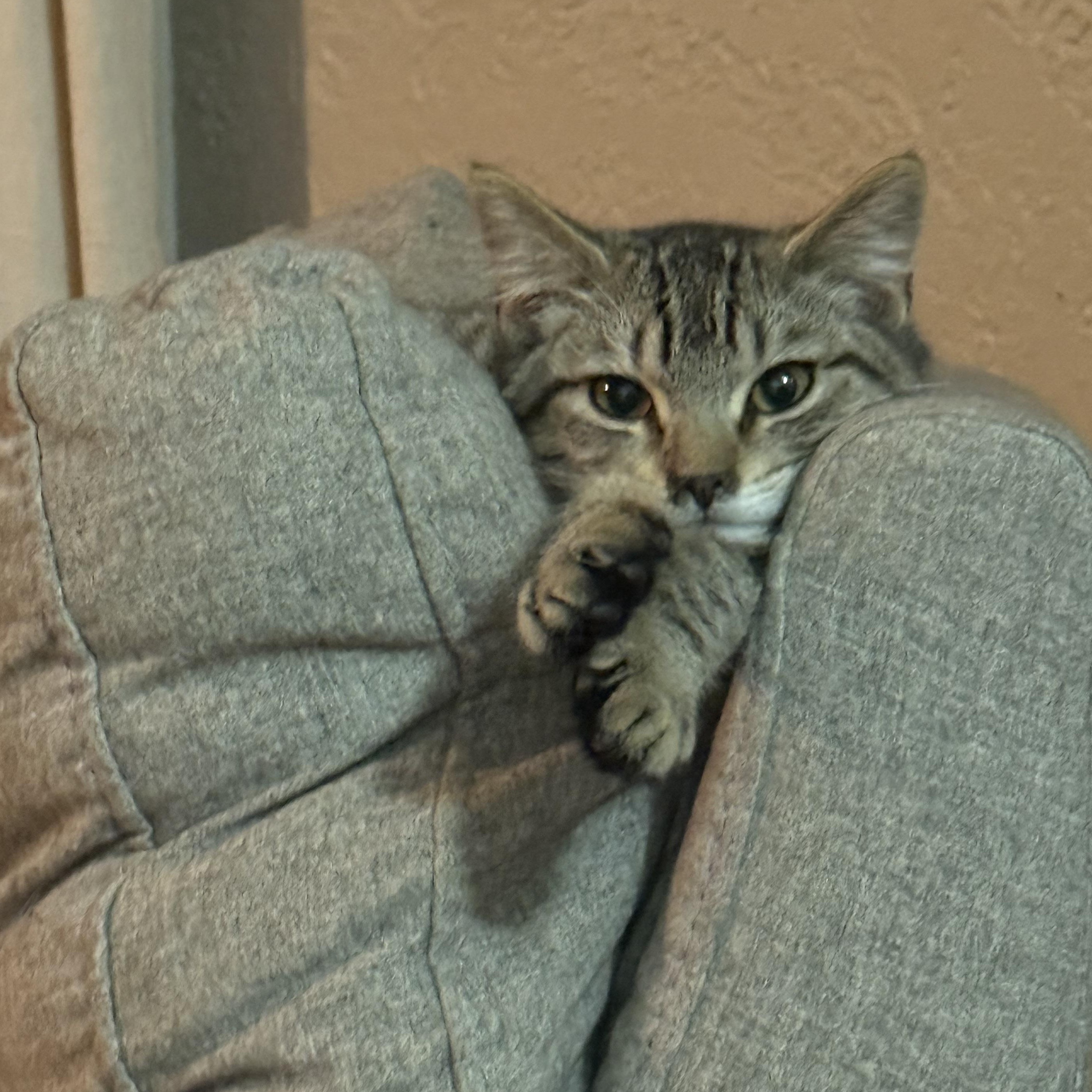 Mr. Puff  --  (jm), Adoptable, Young Male Domestic Medium Hair & Tabby.