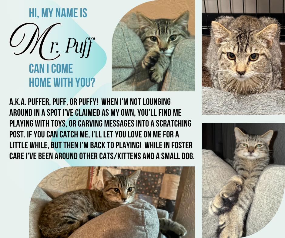 Enlarge Mr. Puff  --  (jm), a Adoptable mixed breed in Council Bluffs, IA image 3/5