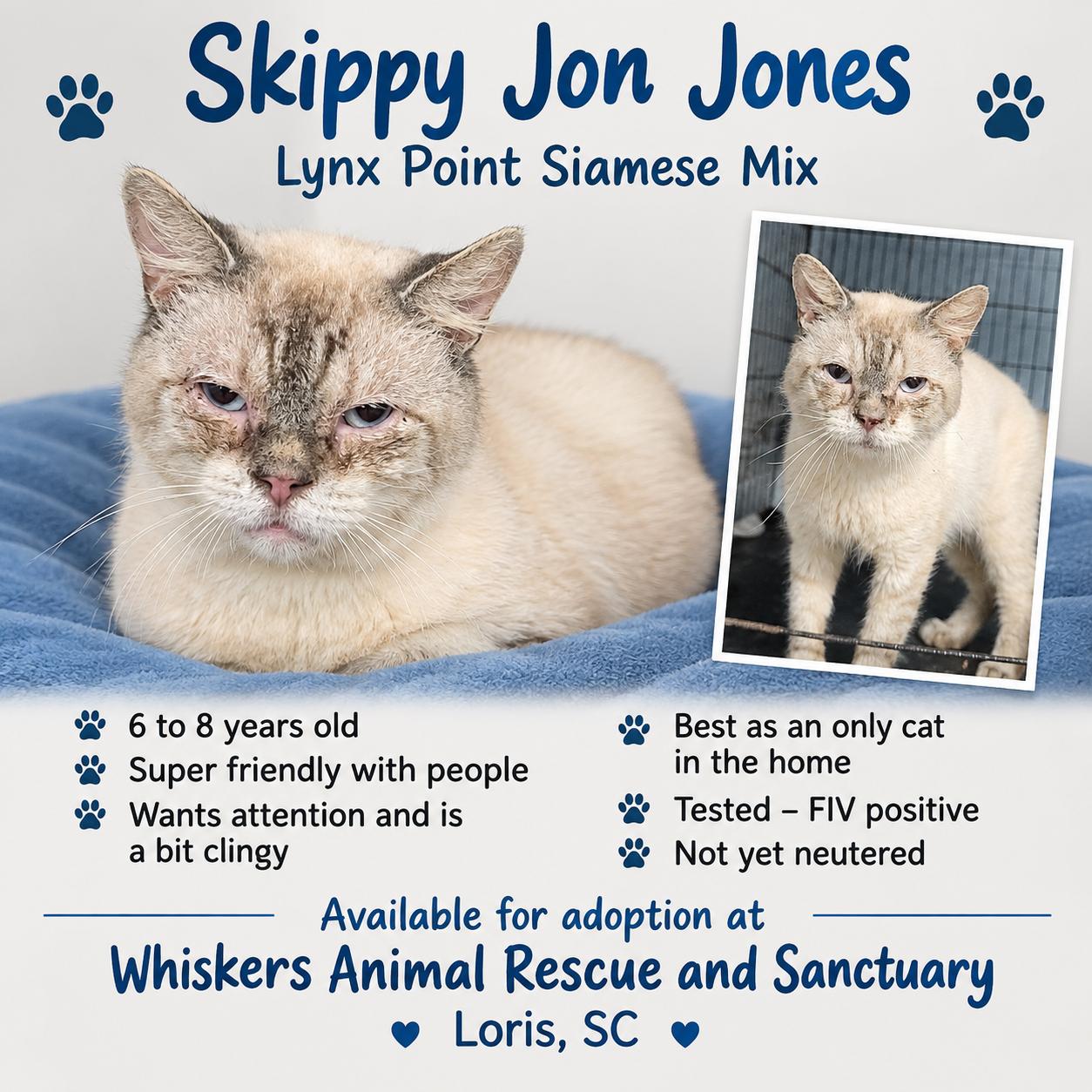 Enlarge Skippy Jon Jones, a Adopted mixed breed in Myrtle Beach, SC image 1/1