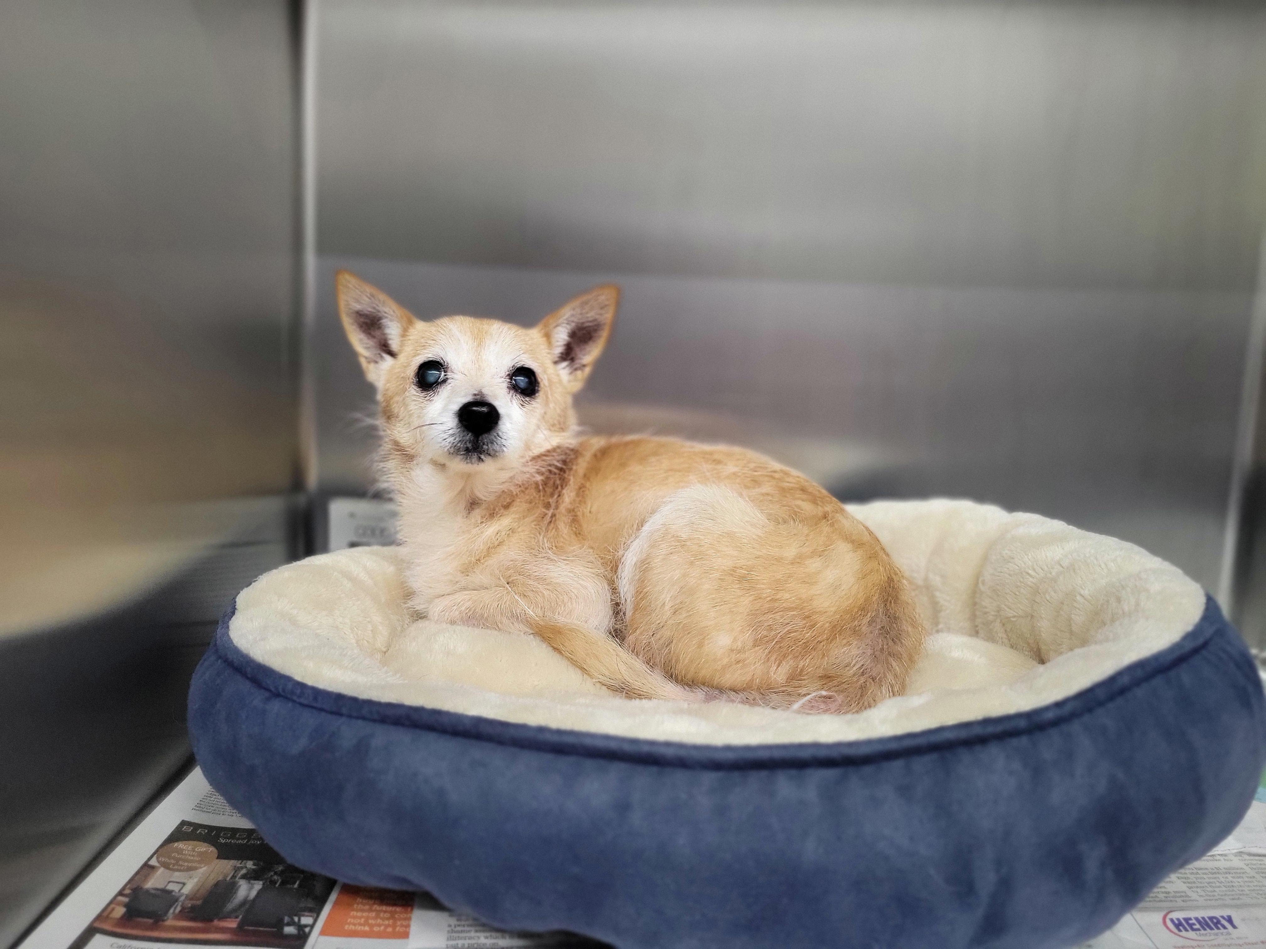 Enlarge Lupita, an adopted mixed breed in Santa Rosa, CA image 3/4