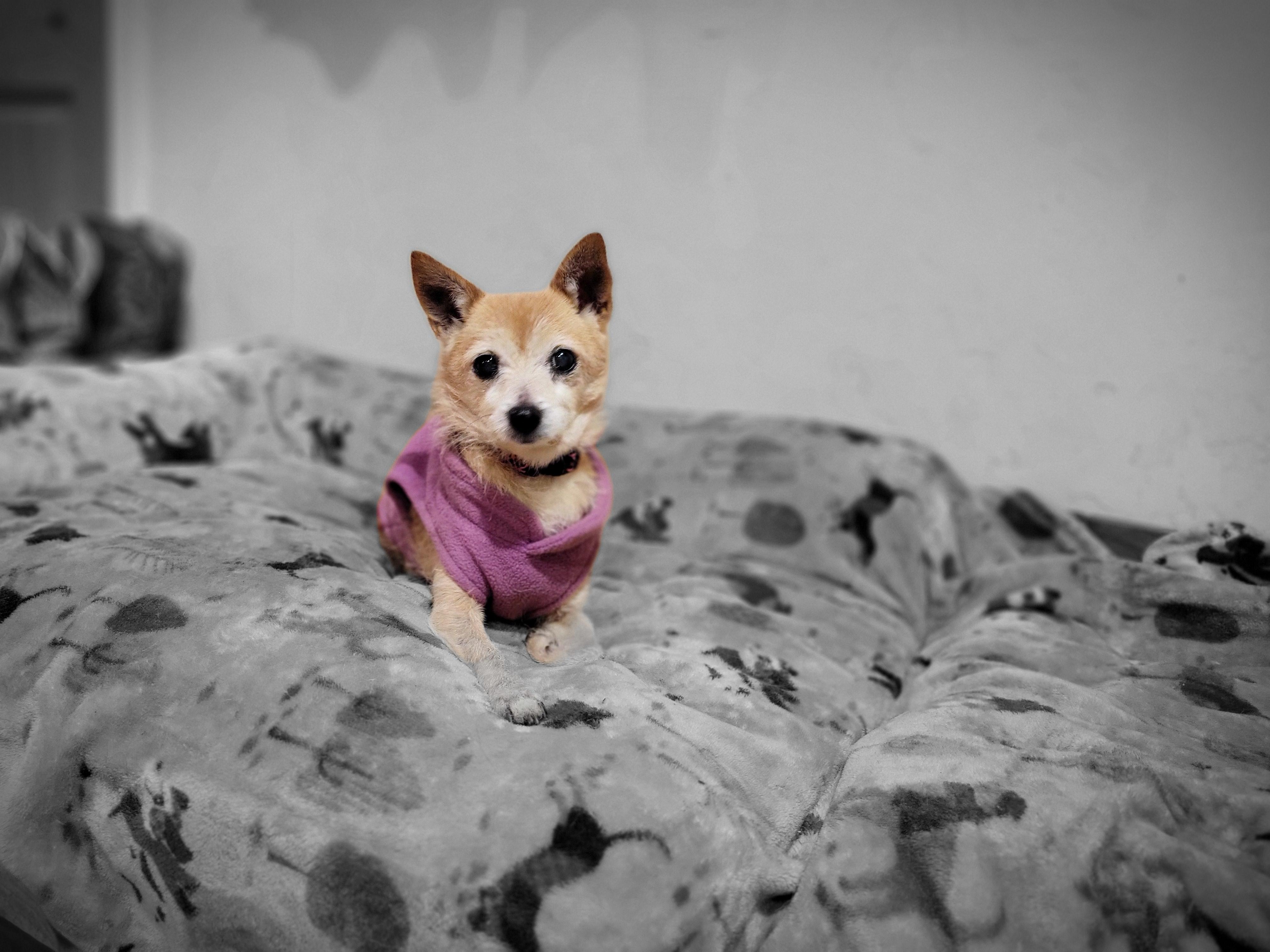 Enlarge Lupita, an adopted mixed breed in Santa Rosa, CA image 1/4