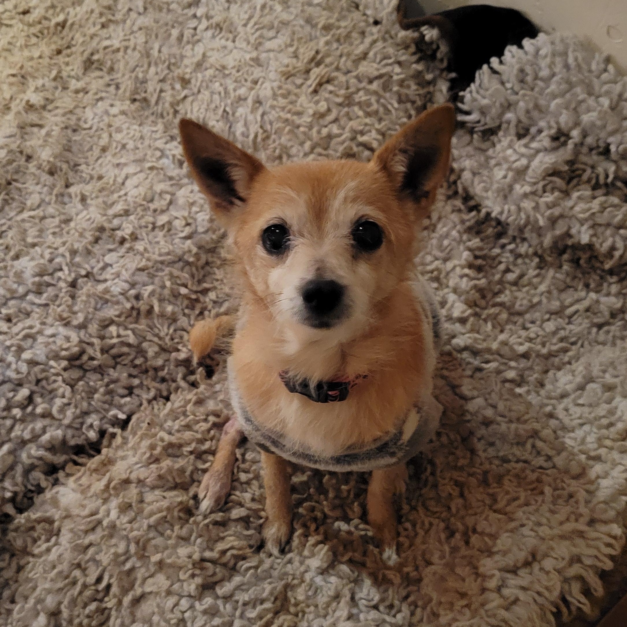 Enlarge Lupita, an adopted mixed breed in Santa Rosa, CA image 2/4