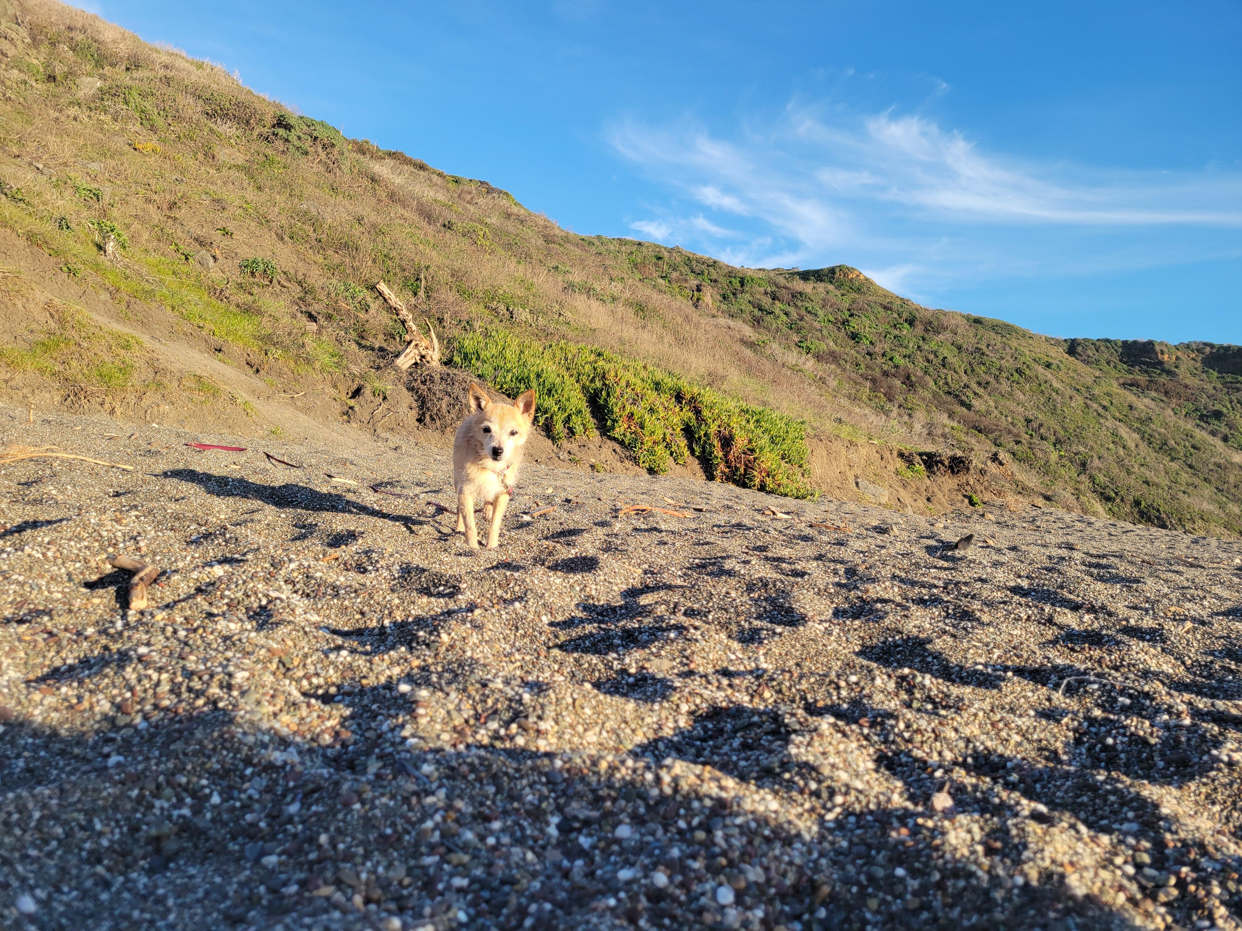 Enlarge Lupita, an adopted mixed breed in Santa Rosa, CA image 4/4