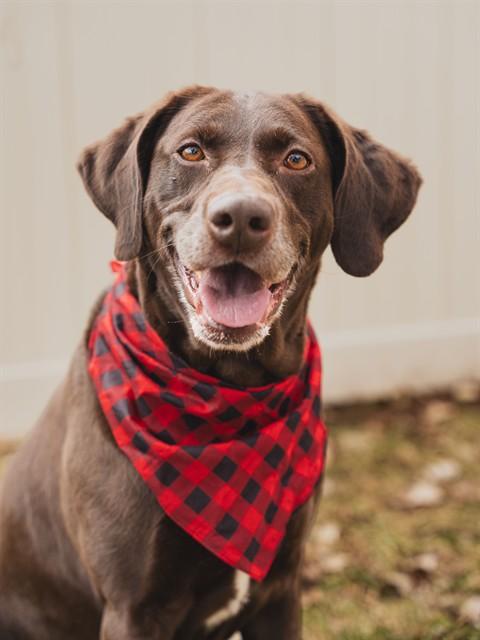 COCO, Adoptable, Adult Female Labrador Retriever.