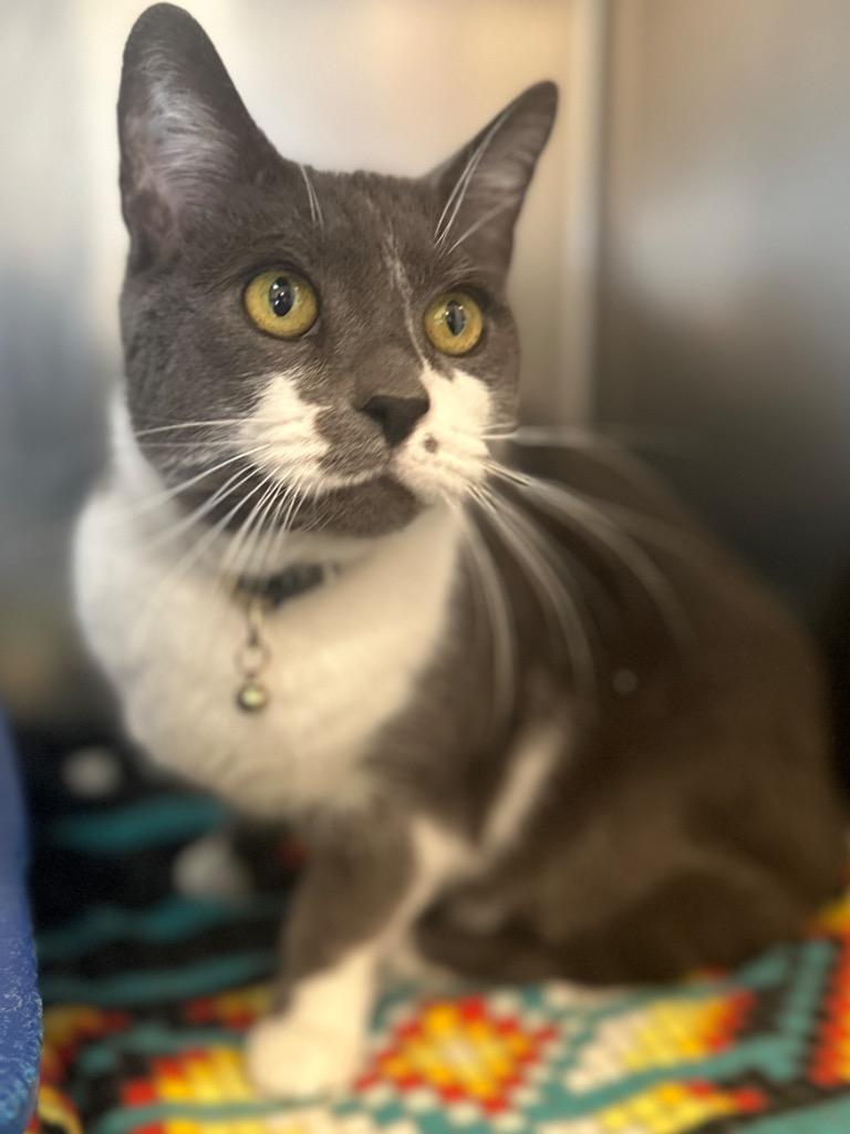 Colgate, Adopted, Senior Male American Bobtail.