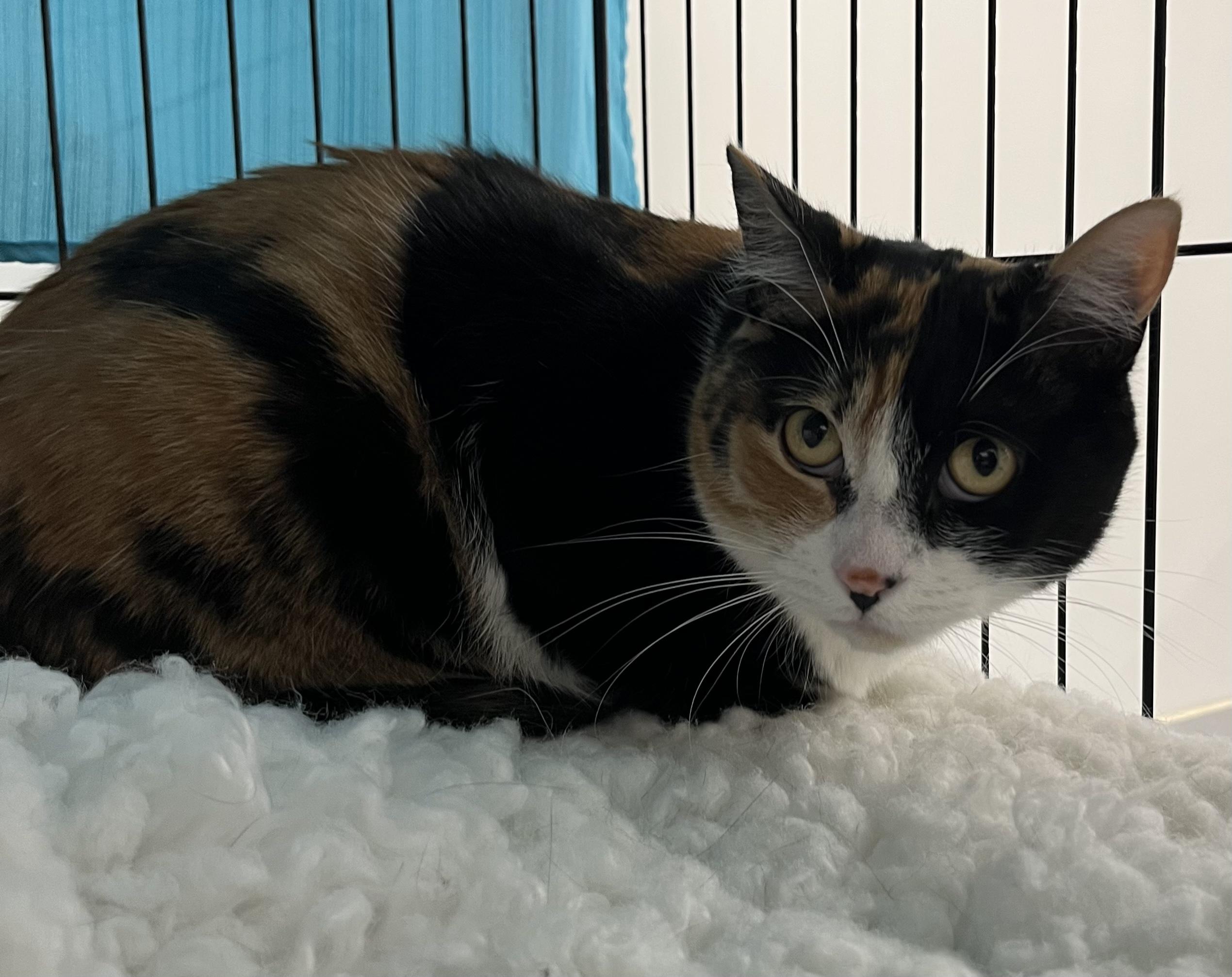 Enlarge Puzzle, a Adoptable Domestic Short Hair in Pickering, ON image 2/2