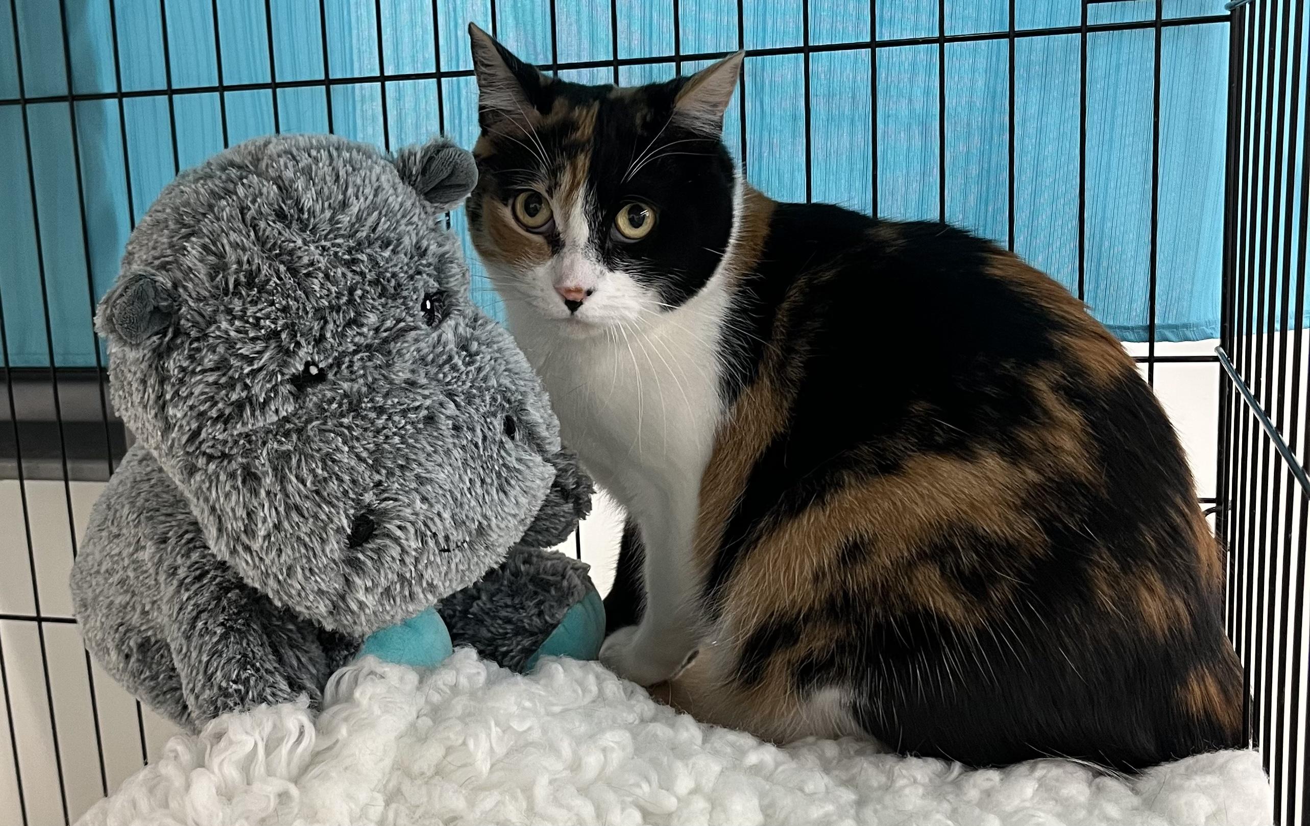 Enlarge Puzzle, a Adoptable Domestic Short Hair in Pickering, ON image 1/2