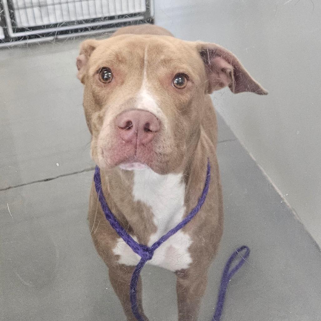 Princess, Adoptable, Adult Female Terrier.