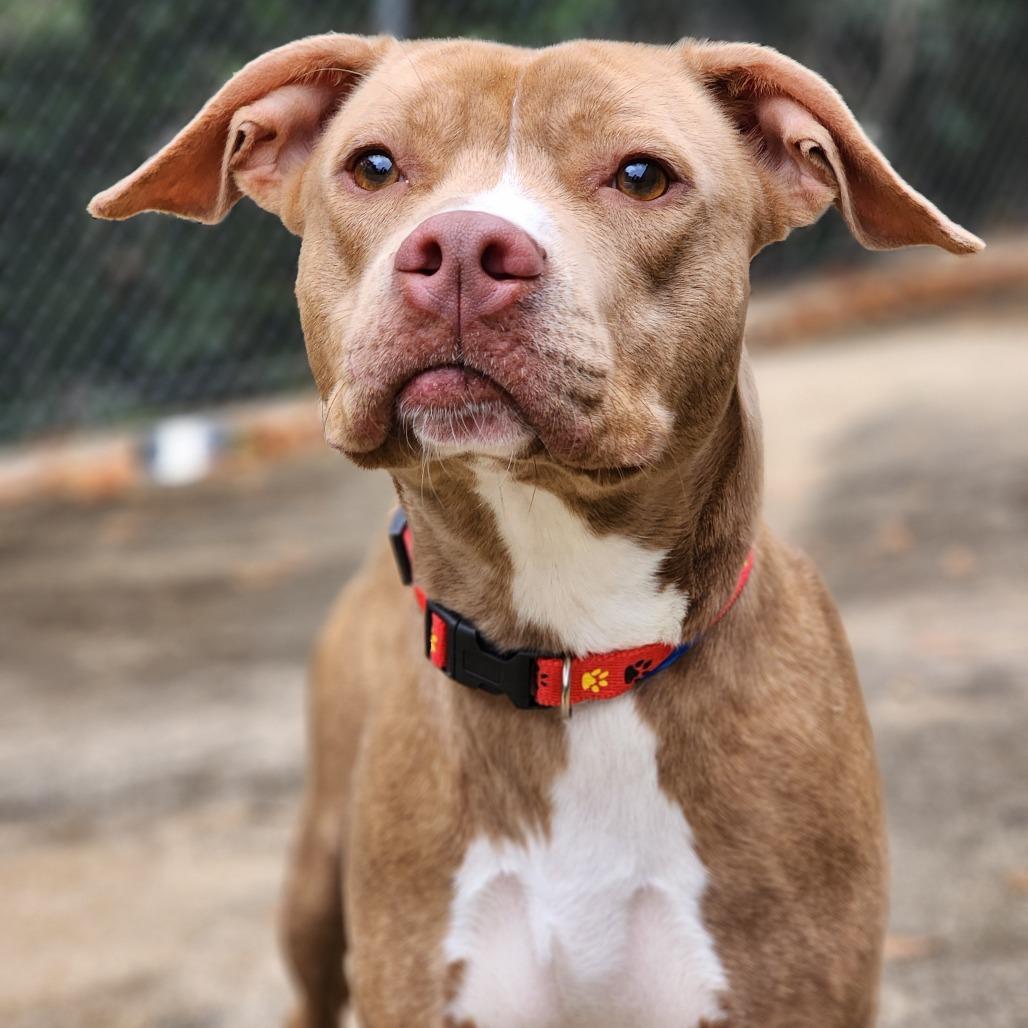 Enlarge Princess, a Adoptable Terrier in Montgomery, AL image 2/2