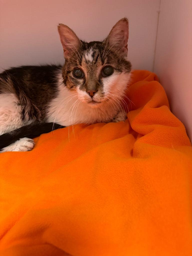 Mufassa, Adoptable, Senior Male Domestic Short Hair.